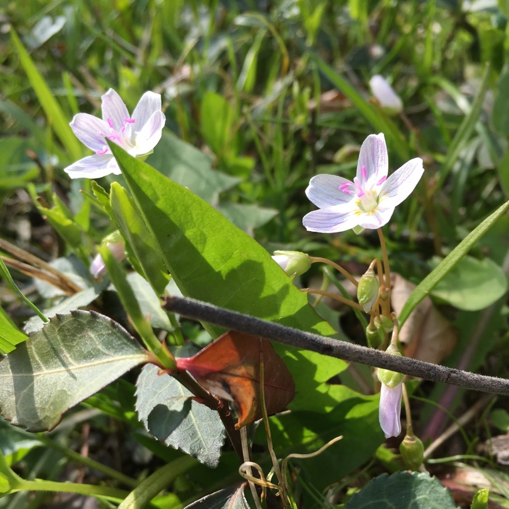 Meet your Posher, Mia